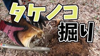 タケノコ掘り