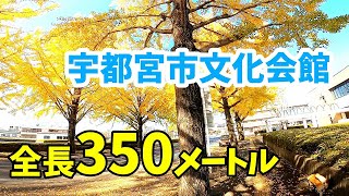 #186 宇都宮で一番ナガーイイチョウ並木へ【宇都宮市文化会館】To the longest row of ginkgo trees in Utsunomiya