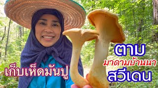 เก็บเห็ดมันปูในฤดูแล้งเก็บตามมาดามบ้านนาสวีเดน เห็ดเหลือง Chanterelle Mushroom Ep184 ป่าช่วงที่1