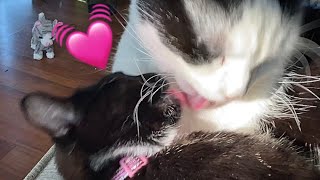 Cats social grooming -cute!