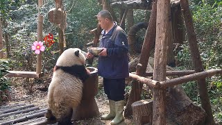 Panda HeHua once again gets full marks in physical education class