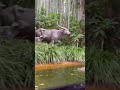 【tdl】ジャングルクルーズ 5 jungle cruise 東京ディズニーランド tokyo disneyland