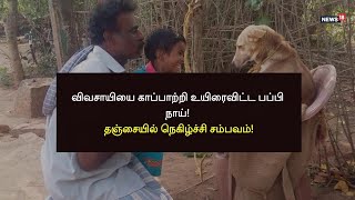 6 அடி நல்ல பாம்பை கொன்று, தன் உயிரையும் விட்டு எஜமானரை காப்பாற்றிய நாய்