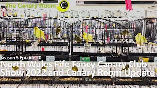 The Canary Room Season 5 Ep 20 - Room update and North Wales Fife Show