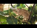 chameleons eating crickets and other bugs video chameleons eating compilation