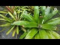 bromeliad plants watering