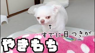 ツンデレ犬の前でぬいぐるみを可愛がったら！！嫉妬するチワワのコハク