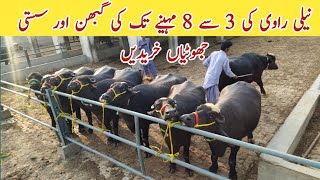 نیلی راوی نسل کی گبھن ، سستی جھوٹیاں خریدیں Nili Ravi Pregnant Jhotian ll Nili Ravi Buffalo