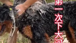 洗好澡，可以收拾东西出发了 狗狗游泳 宠物训练 文明养犬 狗刨