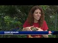 tortoise that vanished in 2019 reunited with owner