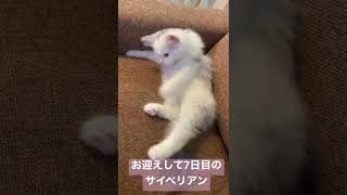 【お迎えして7日目】ソファでくつろいで毛繕いするようになりました#shorts #cat #こねこ