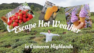 【ペナン島移住】マレーシアの避暑地キャメロンハイランド / Escape Hot Weather in Cameron Highlands