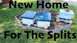 Beekeeping 2021: Transferring Splits To Deep Hive Bodies