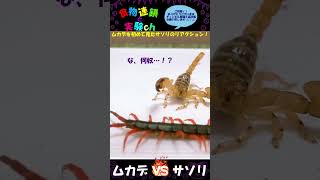 【閲覧注意】生まれて初めてムカデを見た砂漠の毒サソリのリアクション　※あくまで給餌目的です。 ＜生物観察　昆虫バトル　捕食　給餌　飼育　奇蟲　イスラエルゴールデンスコーピオン＞#shorts