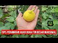 Perawatan Dua Langkah agar Buah Tin Bisa Besar Maksimal ✅