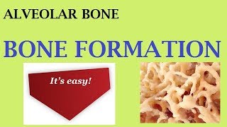 Alveolar bone part 2a. BONE FORMATION