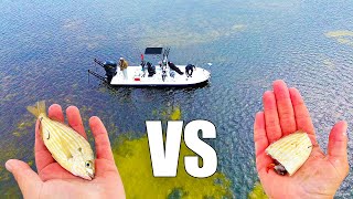 Is Cut Bait Better Than Live Bait? Fishing Tampa Bay Explained!