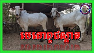 #RSCattlefarm មេគោពូជមួយនឹមនេះស្អាតណាស់បាទ