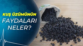 Kuş üzümü (Vitis vinifera) nelere iyi gelir? Kuş üzümünün  faydaları nelerdir? - Sağlıklı Günler