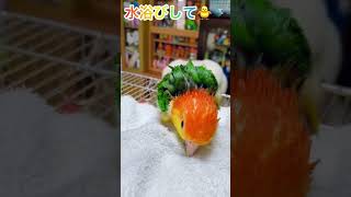 シロハラインコ華ちゃん🐥（ボールペン✒️セルフ💦みかん🍊）