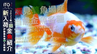 【伊藤養魚場入荷情報2022年vol.45】2022年12月27日 深見養魚場さんより入荷しました!!