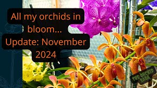 All my orchids in bloom in November 2024, update! :D