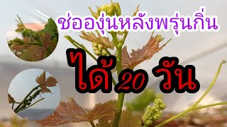 🍇เช็คช่อองุ่นหลังพรุ่นกิ่งได้ 20 วัน 🍇