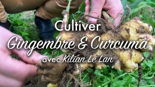 Cultiver le gingembre et le curcuma avec Kilian Le Lan.