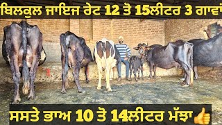 10 ਤੋ 15ਲੀਟਰ 3 ਗਾਵਾਂ ਅਤੇ 2 ਮੱਝਾ ਵੀਕਾਓ। Buffalo and cow for sale/vadiya farm/27-1-25