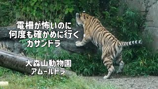 大森山動物園　電柵にビリビリ　怖いのに何度も電柵に近づくカサンドラ　アムールトラ