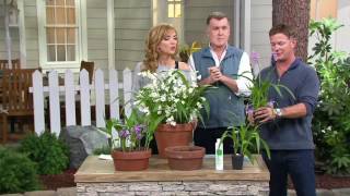 Roberta's 2-piece Winter Hardy Orchids on QVC