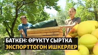 Баткен: өрүктү сыртка экспорттогон ишкерлер