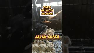 Cara Meloloh Anakan Jalak Suren #kicaumania #gacor #jalakkebogacor #jalaksurenmompa #lolohan