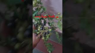 Curry leaves fruits 🤩🤩 | கறிவேப்பிலை பழம் 🍒🍒 | #Shorts SKills Village