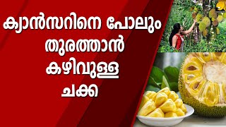 ക്യാൻസറിനെ പോലും തുരത്താൻ കഴിവുള്ള ചക്ക | JACK FRUIT