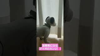 aibo worried about the window　窓際気になるアイボのカンジ君　#shorts