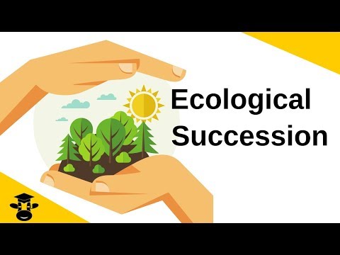 What does succession mean in ecosystems?