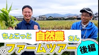 【自然栽培324】ちょこっと自然農９年の畑ツアー②　ショウガ凄いです🌈