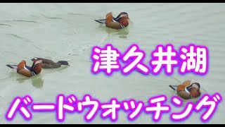 バードウォッチング2017 津久井湖 オシドリ