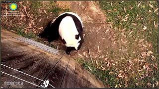 Bei Bei's Thanksgiving Banana  11-22-2018