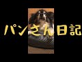 パンさん日記イメージ動画　老犬パピヨン