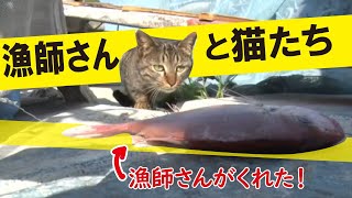 【猫島】魚の取り合い！しまねこの縄張り｜愛知・篠島「しまねこうらら」 #20