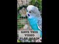 play this video near your budgies see magic 🪄✨🤗 budgies voice bird shotvideo