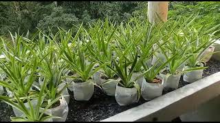 Succulent and cactus || Nursery Visit At Mukherjee Horticulture || Kolkata Nursery