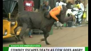 Cowboy  escapes death as cow goes angry