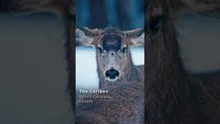 Cariboo Life - This Deer is a Bully