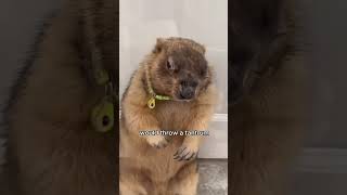 The groundhog with a change of personality #animals #cute #shortvideo #shorts