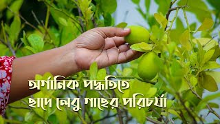 অর্গানিক পদ্ধতিতে ছাদে লেবু গাছের পরিচর্যা || How to care lemon trees on the roof in an organic way.