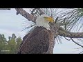 swfl eagles beautiful harriet. come and dream with me 2.11.20