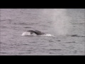 7.28.16 blue whales fin whales humpback whales bottlenose u0026 pacific white sided dolphin